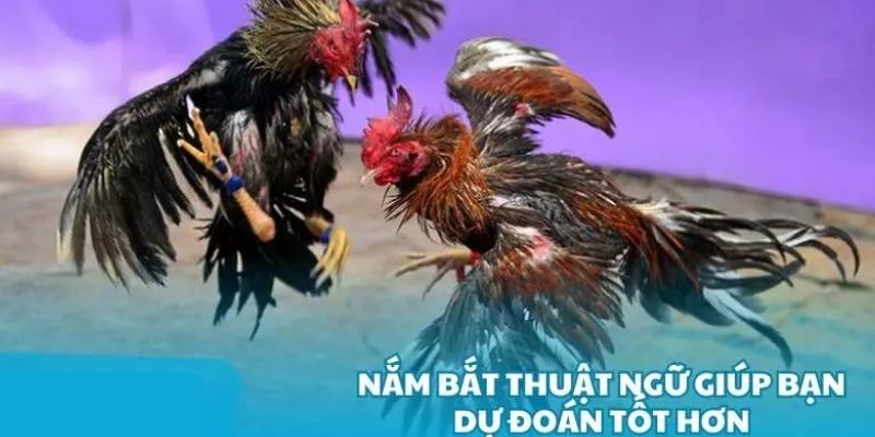 Am hiểu thuật ngữ trong đấu trường gà chọi